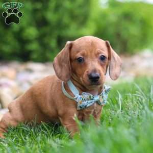 Ace, Dachshund Puppy